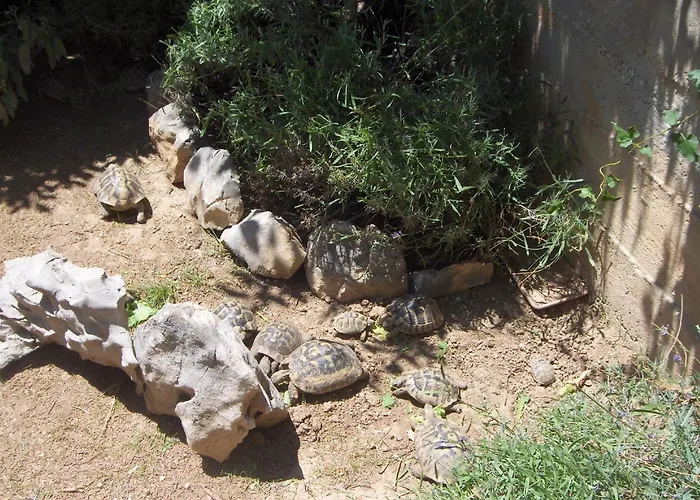 Pensjonat Dora Rovanjska