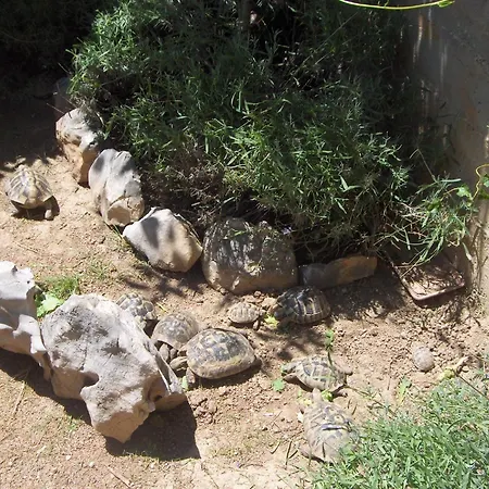 بيت ضيافة Dora روفانجسكا